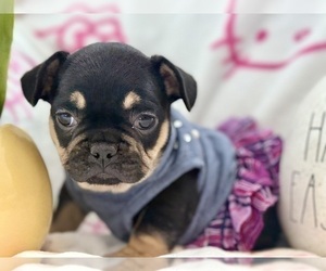 French Bulldog Puppy for sale in OJAI, CA, USA
