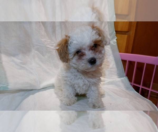 Medium Photo #1 Poodle (Miniature) Puppy For Sale in DUDLEY, MA, USA