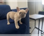 Puppy Massie French Bulldog