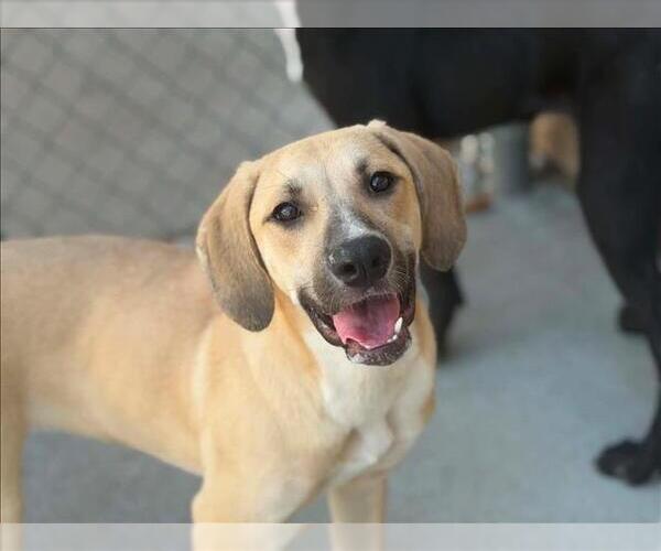 Medium Photo #2 Labrador Retriever Puppy For Sale in Tulsa, OK, USA