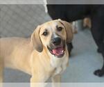 Small #1 Labrador Retriever