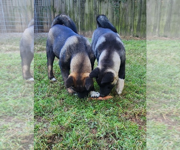 Medium Photo #4 Akita Puppy For Sale in MEM, TN, USA