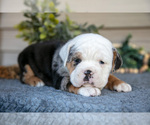 Puppy Mystic Beabull