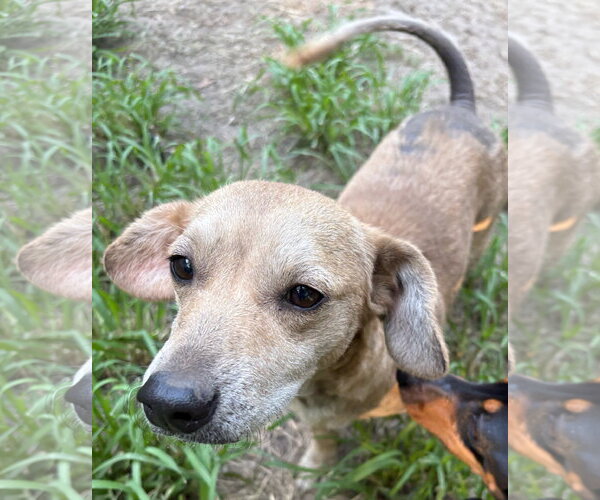 Medium Photo #3 Dachshund-Unknown Mix Puppy For Sale in Mount Pleasant, SC, USA
