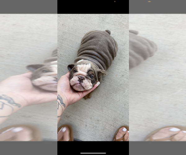 Medium Photo #2 English Bulldog Puppy For Sale in ROCKLIN, CA, USA