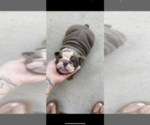 Small Photo #2 English Bulldog Puppy For Sale in ROCKLIN, CA, USA