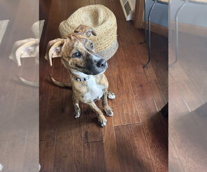 Lumi - Female Bulldog-Unknown Mix Dog for Adoption - Photo #2