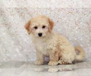 Poochon Puppy for sale in MARIETTA, GA, USA