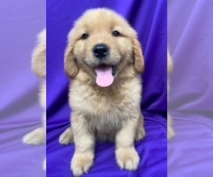 Golden Retriever Puppy for sale in SANTA ANA, CA, USA
