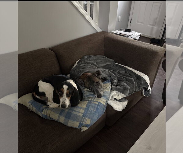 Medium Photo #16 Mutt Puppy For Sale in Stevens Point, WI, USA