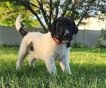 Small Photo #1 Bordoodle-Labradoodle Mix Puppy For Sale in MITCHELL, SD, USA
