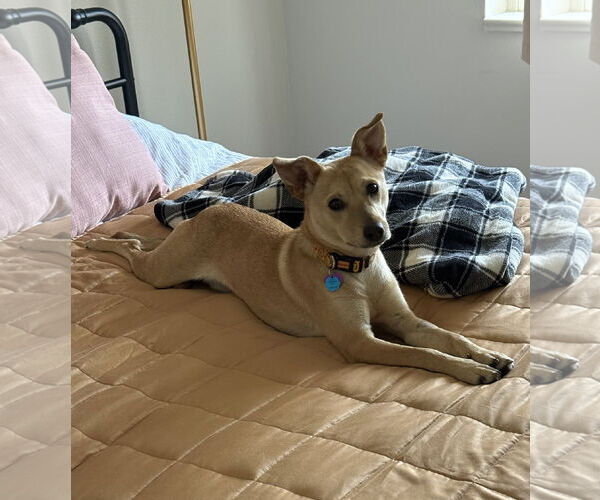 Medium Photo #2 Chipin Puppy For Sale in Aurora, CO, USA