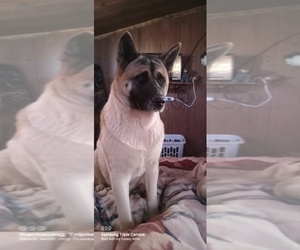 Akita Puppy for sale in MAXWELL, NM, USA