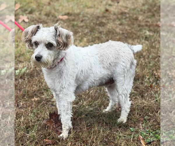 Medium Photo #2 Miniature Schnauzer-Unknown Mix Puppy For Sale in Yardley, PA, USA