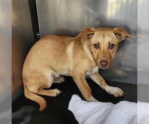 Chihuahua Dogs for adoption in San Antonio, TX, USA