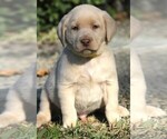 Small Photo #8 Labrador Retriever Puppy For Sale in REEDLEY, CA, USA