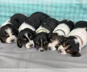 Basset Hound Puppy for Sale in SEQUIM, Washington USA