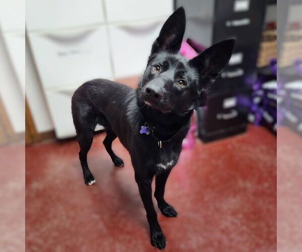 Medium Photo #2 German Shepherd Dog-Unknown Mix Puppy For Sale in Fargo, ND, USA