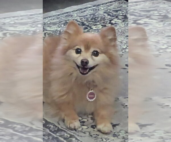 Medium Photo #5 Pomeranian Puppy For Sale in St. Louis Park, MN, USA