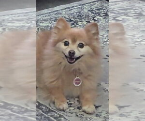 Fallon - Female Pomeranian Dog for Adoption - Photo #5