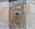 Small Photo #5 Pomeranian Puppy For Sale in St. Louis Park, MN, USA