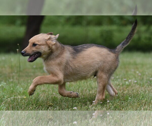 Medium Photo #5 German Shepherd Dog-Retriever  Mix Puppy For Sale in Mechanicsburg, PA, USA