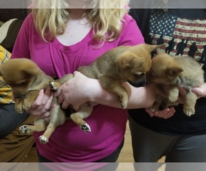Chorkie-Pembroke Welsh Corgi Mix Puppy for sale in POQUOSON, VA, USA