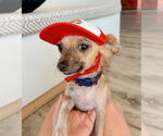 Small Photo #10 Chihuahua-Unknown Mix Puppy For Sale in Newport Beach, CA, USA