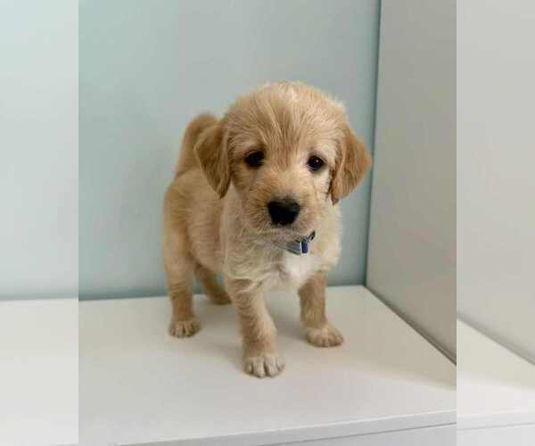 Medium Photo #4 Aussiedoodle-Labradoodle Mix Puppy For Sale in BRYANTOWN, MD, USA