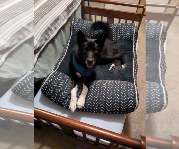 Medium Photo #9 Border Collie-Unknown Mix Puppy For Sale in Lewistown, PA, USA