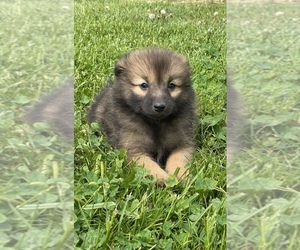Pomeranian Puppy for sale in CANOGA, NY, USA