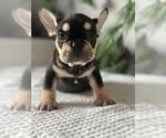 Small Photo #6 French Bulldog Puppy For Sale in SACRAMENTO, CA, USA