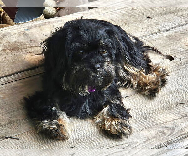 Medium Photo #1 Shih Tzu Puppy For Sale in Arlington, VA, USA