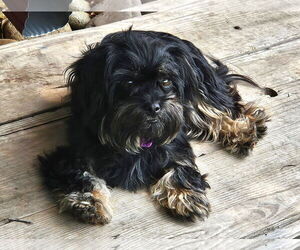 Shih Tzu Dogs for adoption in Arlington, VA, USA