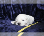 Small Photo #8 Goldendoodle Puppy For Sale in TURIN, NY, USA