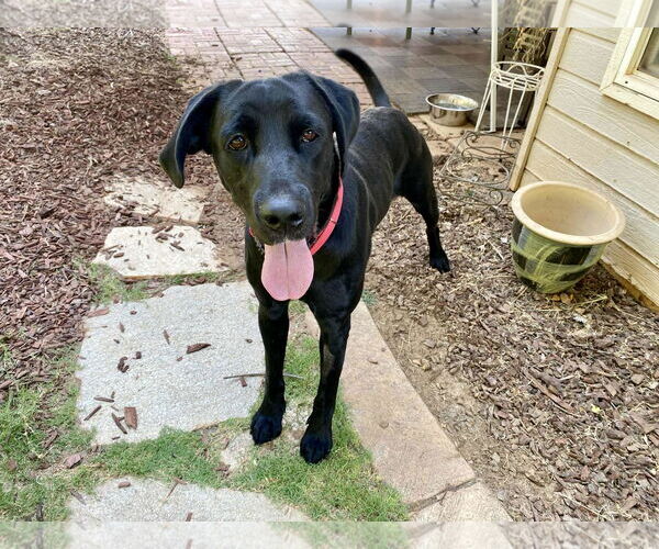 Medium Photo #2 Labrador Retriever Puppy For Sale in Clovis, CA, USA