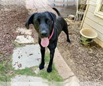 Small #1 Labrador Retriever