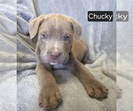 Puppy Chucky Cane Corso