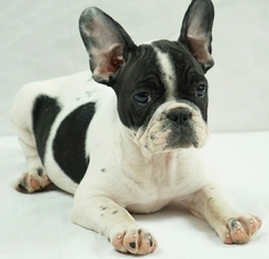 French Bulldog Puppy for sale in GREENVILLE, MI, USA