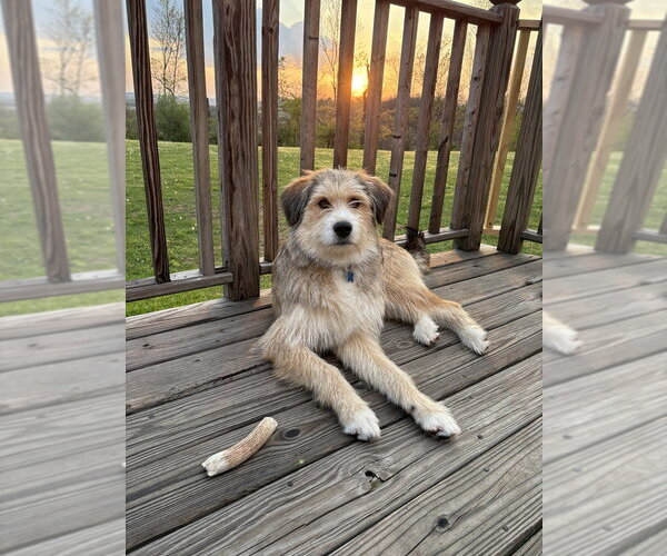 Medium Photo #2 Mutt Puppy For Sale in Springdale, PA, USA