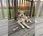 Small #1 Mutt