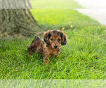 Small #1 Dachshund