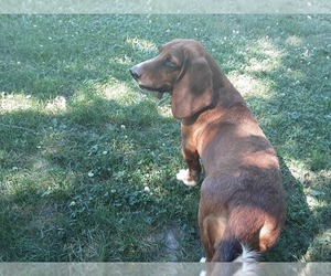Mother of the Basset Hound puppies born on 03/14/2022
