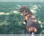 Small Photo #1 Basset Hound Puppy For Sale in SPARTA, MO, USA