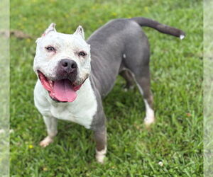 American Pit Bull Terrier Dogs for adoption in Virginia Beach, VA, USA