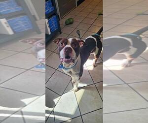 JOJO - Male American Pit Bull Terrier-Unknown Mix Dog for Adoption - Photo #2
