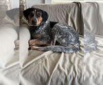 Small #3 Mutt