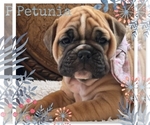 Small Bulldog