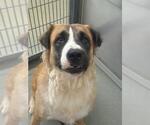 Small #1 German Shepherd Dog Mix