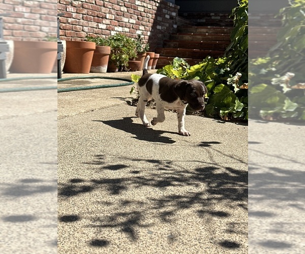 Medium Photo #3 German Shorthaired Pointer Puppy For Sale in PLACERVILLE, CA, USA